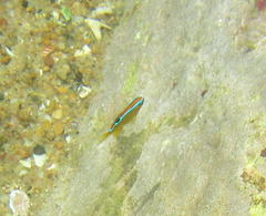 Chrysiptera brownriggii