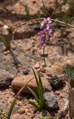 Ixia scillaris scillaris
