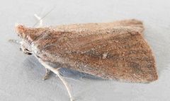 Condica leucorena
