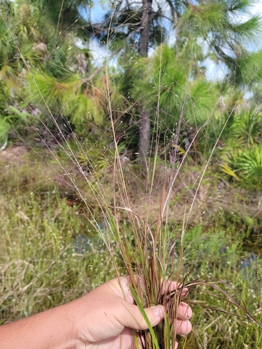 Image of Eragrostis elliottii by (c) Jay Horn, some rights reserved (CC BY)