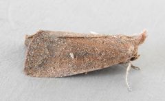 Condica leucorena
