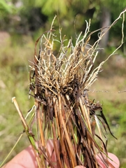 Eragrostis elliottii image