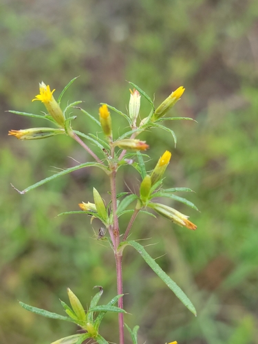 Image of Pectis linearifolia by (c) Jay Horn, some rights reserved (CC BY)