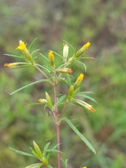 Pectis linearifolia