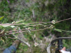 Phyllopodium capillare