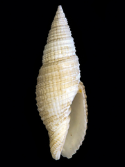 Domiporta carnicolor