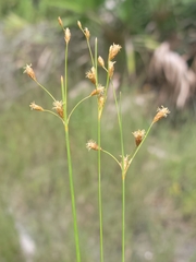 Fimbristylis caroliniana