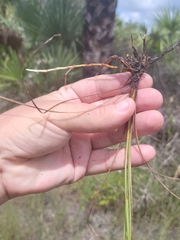 Fimbristylis caroliniana