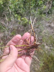 Fimbristylis caroliniana