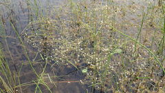 Ranunculus longirostris
