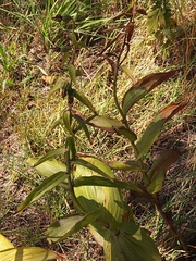 Epipactis papillosa