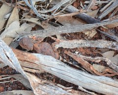 Tympanocryptis pseudopsephos