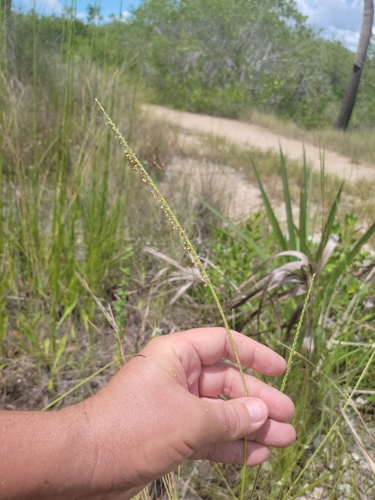 Image of Paspalum monostachyum by (c) Jay Horn, some rights reserved (CC BY)