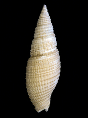 Domiporta carnicolor