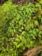 Cyathophorum bulbosum