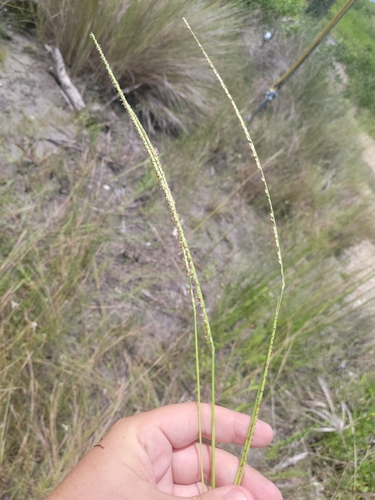 Image of Paspalum monostachyum by (c) Jay Horn, some rights reserved (CC BY)
