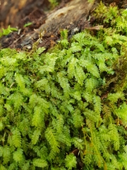 Cyathophorum bulbosum