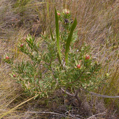 Leucadendron sessile