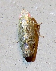 Scaphytopius