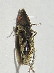 Scaphytopius