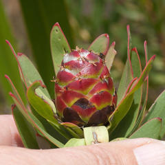 Leucadendron sessile
