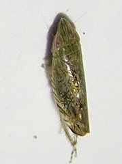 Scaphytopius