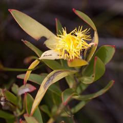 Leucadendron sessile
