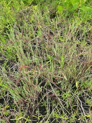 Salicornia ambigua image