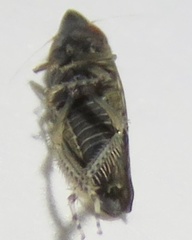 Scaphytopius