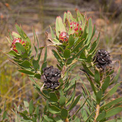 Leucadendron sessile