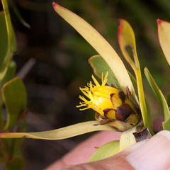 Leucadendron sessile