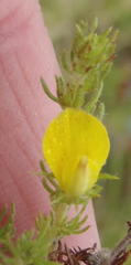 Aspalathus asparagoides asparagoides