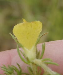Aspalathus asparagoides asparagoides