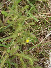 Aspalathus asparagoides asparagoides