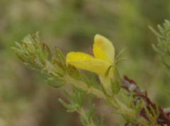 Aspalathus asparagoides asparagoides