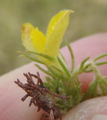 Aspalathus asparagoides asparagoides