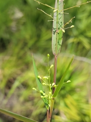 Dichanthelium webberianum image