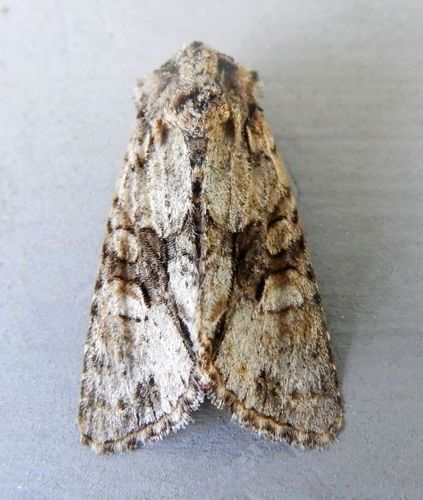 Lacinipolia aileenae