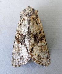 Lacinipolia aileenae