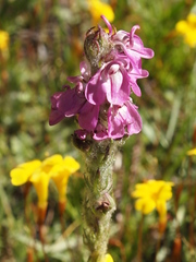 Pedicularis attollens