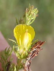 Aspalathus asparagoides asparagoides