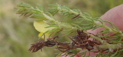 Aspalathus asparagoides asparagoides