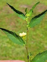 Sida ulmifolia image