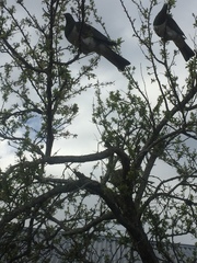 Hemiphaga novaeseelandiae novaeseelandiae