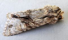 Lacinipolia aileenae