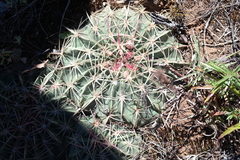 Ferocactus macrodiscus macrodiscus