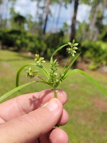 Image of Cyperus hyalinus by (c) Jay Horn, some rights reserved (CC BY)