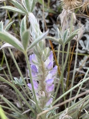 Lupinus lepidus utahensis
