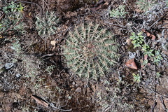 Ferocactus macrodiscus macrodiscus