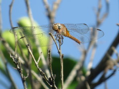 Brachymesia